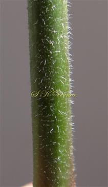 Stem
